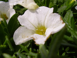 Image showing Flower with raindrops