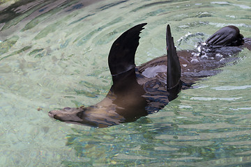 Image showing Ypung seal swiming in pool