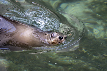 Image showing Ypung seal swiming in pool