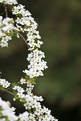 Image showing A beautiful flowering tree