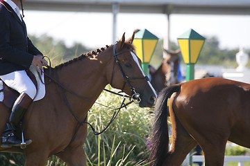 Image showing Horseback Riding.