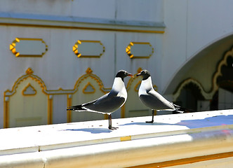 Image showing Seagulls close-up 