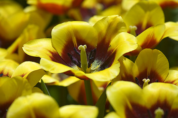 Image showing Tulip