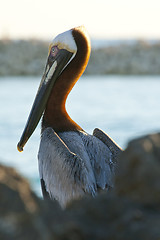 Image showing Pelican is sitting on  a shore 