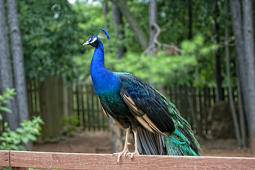 Image showing Peacock is on a fence