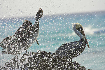 Image showing Pelican sitting on a rock