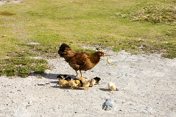 Image showing Hen with chicks