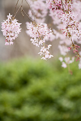 Image showing A beautiful flowering tree