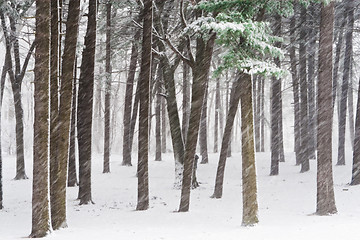 Image showing Winter forest