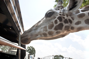 Image showing Giraffe waiting for food