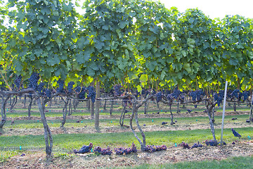 Image showing Vineyard