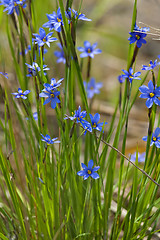 Image showing Blue elegance