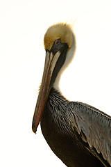 Image showing Pelican