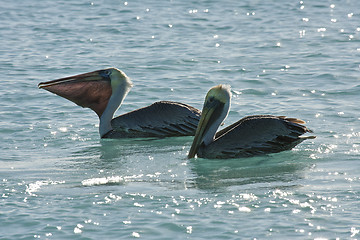 Image showing  Pelicans are floating on sunny day  