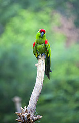 Image showing Thick-biller Parrot