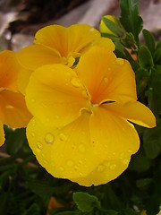 Image showing Flower with raindrops