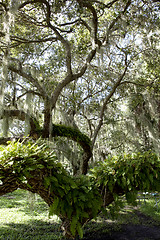 Image showing Mysterious Spanish Moss