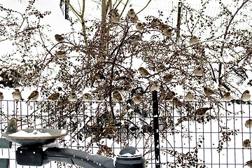 Image showing Sparrows on a fence.