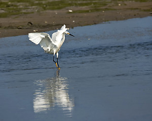 Image showing Great White Heron 