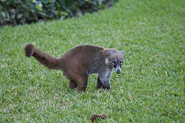 Image showing Cozumel raccoon seaking for food