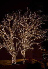 Image showing Christmas. Illuminated trees.
