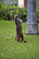 Image showing Cozumel raccoon seaking for food