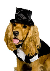 Image showing Cocker spaniel