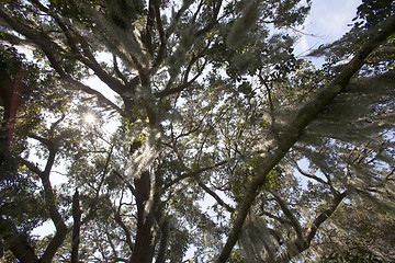 Image showing Mysterious Spanish Moss