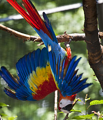 Image showing Red Macaw Parrot 