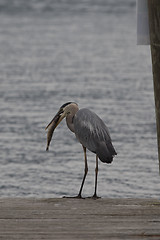 Image showing Great Blue Heron- successful fishing