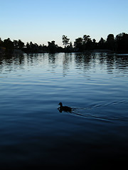 Image showing swimming duck