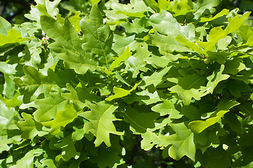 Image showing Green oak