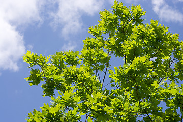 Image showing Spring's oak