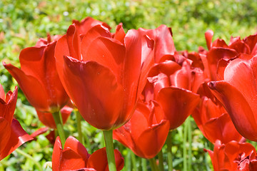 Image showing Red tulips