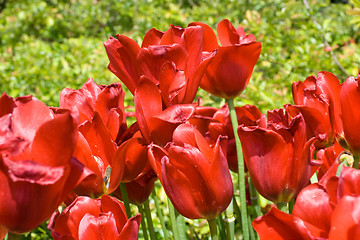 Image showing Red tulips