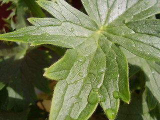 Image showing Raindrop