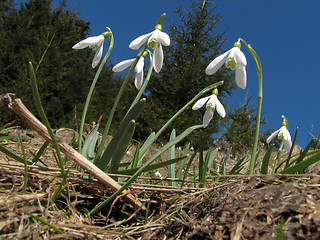 Image showing Spring in mountain