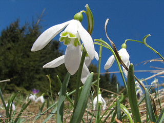 Image showing Spring in mountain