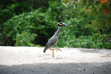 Image showing Yellow-crested night heron