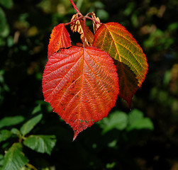 Image showing Bright red autumnal bramble leaf in sunshine
