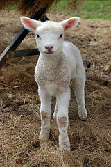 Image showing Sweet young lamb standing in hay