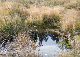 Image showing bog