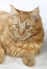 Image showing Maine Coon Cat