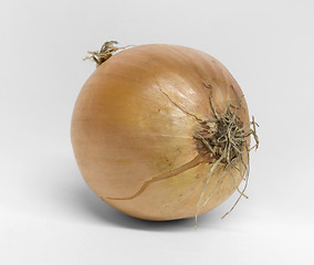 Image showing single onion