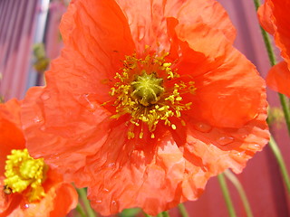 Image showing Flower with raindrops