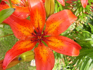 Image showing Flower with raindrops