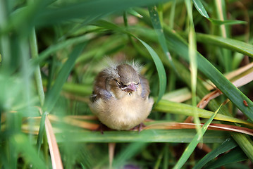 Image showing Fledgling chaffinch alone in tall grass