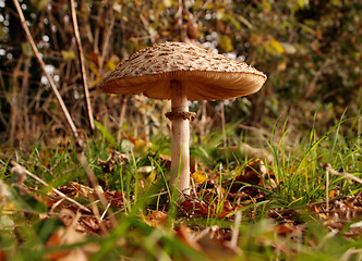 Image showing Parasol mushroom