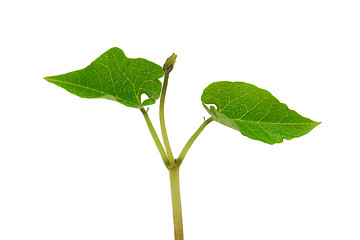 Image showing Young runner bean seedling with two veined leaves