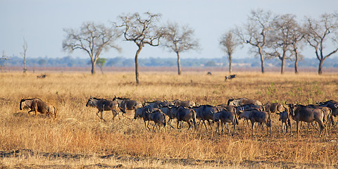 Image showing Wildebeest in Mikumi